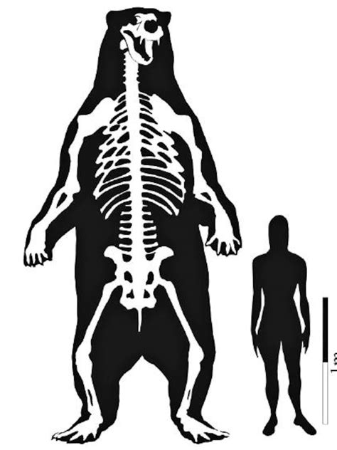 the biggest bear in history|Demythologizing Arctotherium, the Biggest Bear Ever .
